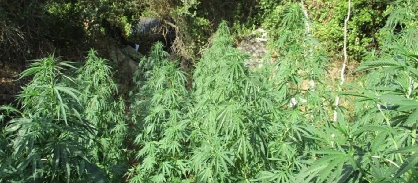 Κρήτη: Εντοπίστηκε «ορφανή» χασισοφυτεία στο Ρέθυμνο